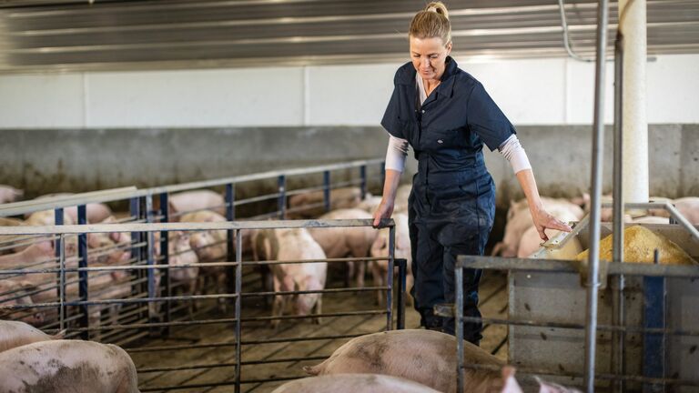 768-Producer with Pigs